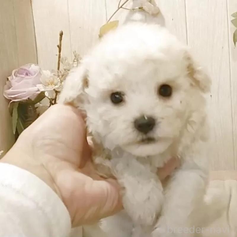 販売中の愛知県のビションフリーゼ-422473