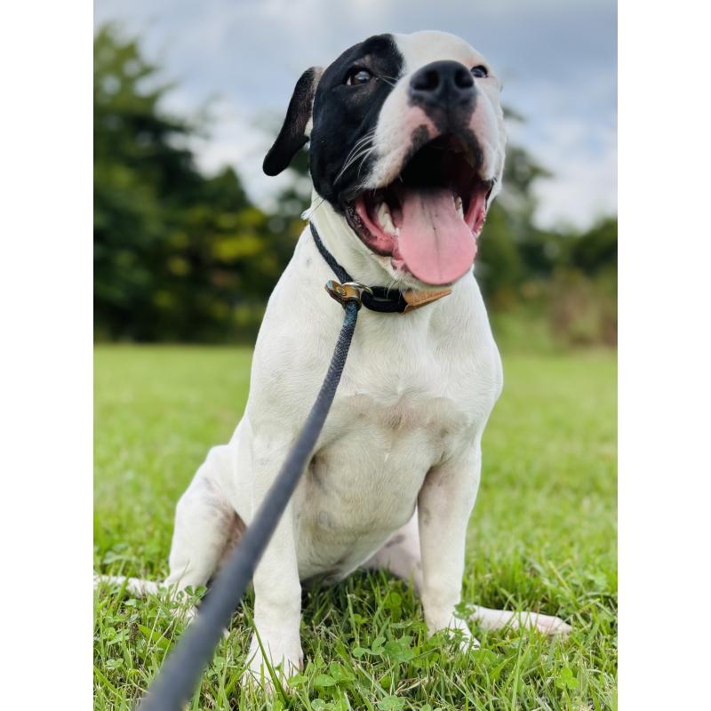 販売中の神奈川県のアメリカンピットブルテリア-413858