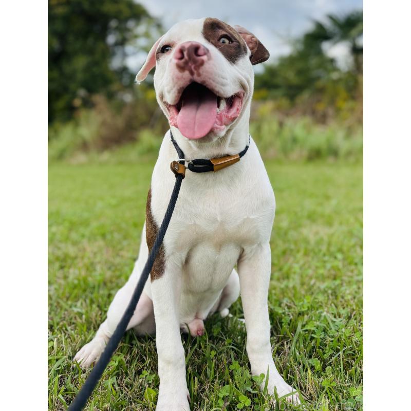 販売中の神奈川県のアメリカンピットブルテリア-390472