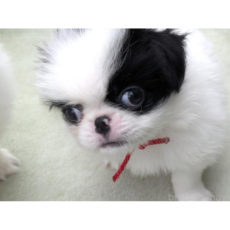 販売中の茨城県の狆 (チン)-414775の5枚目