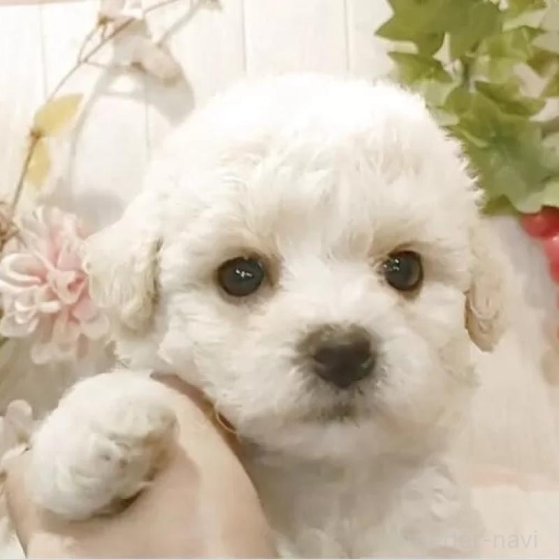 販売中の愛知県のビションフリーゼ-422477の1枚目