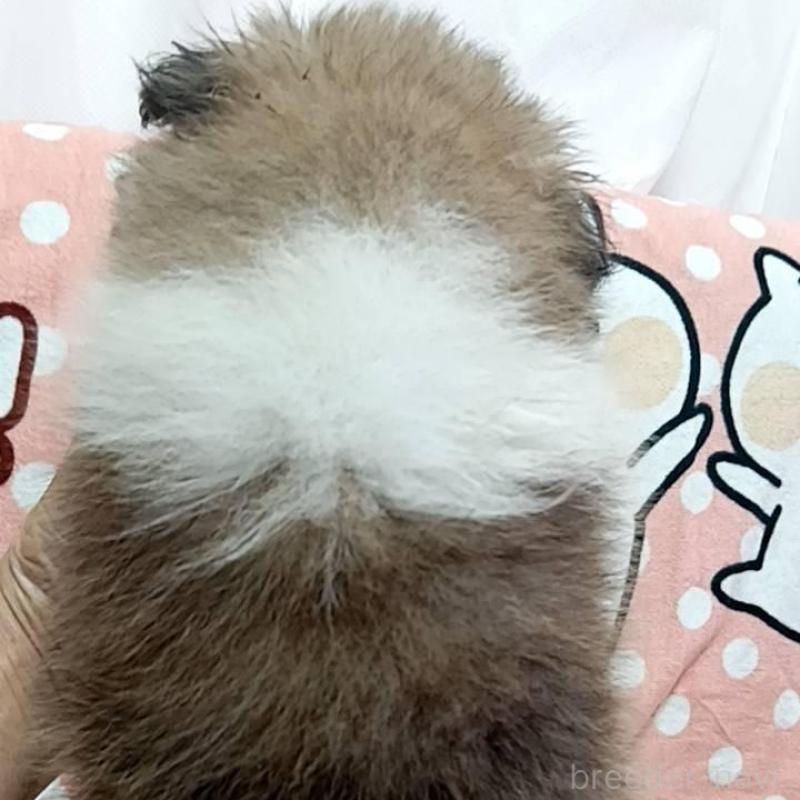 販売中の神奈川県のシェットランドシープドッグ(シェルティ)-422481の5枚目