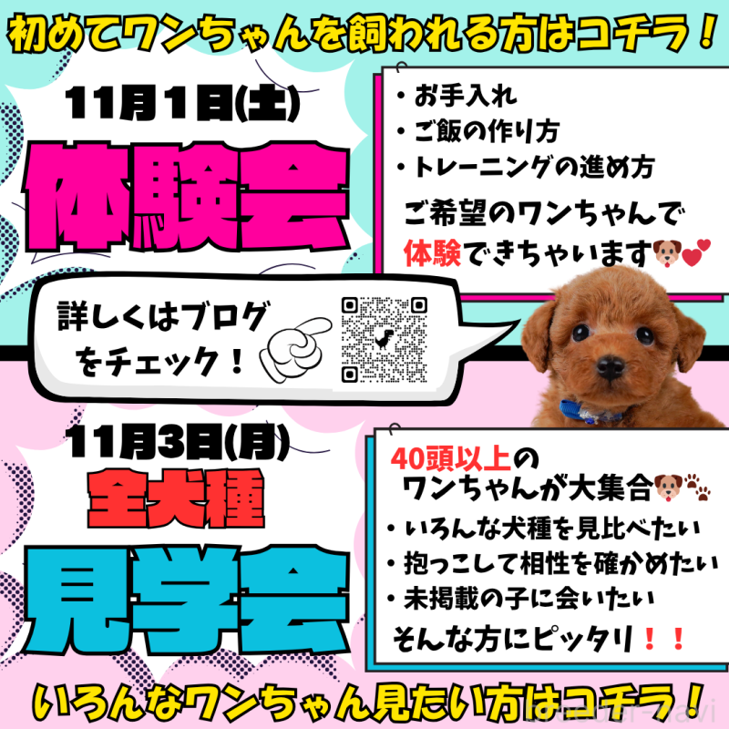 販売中の静岡県のチワプー:チワワ×トイプードル-421097の3枚目