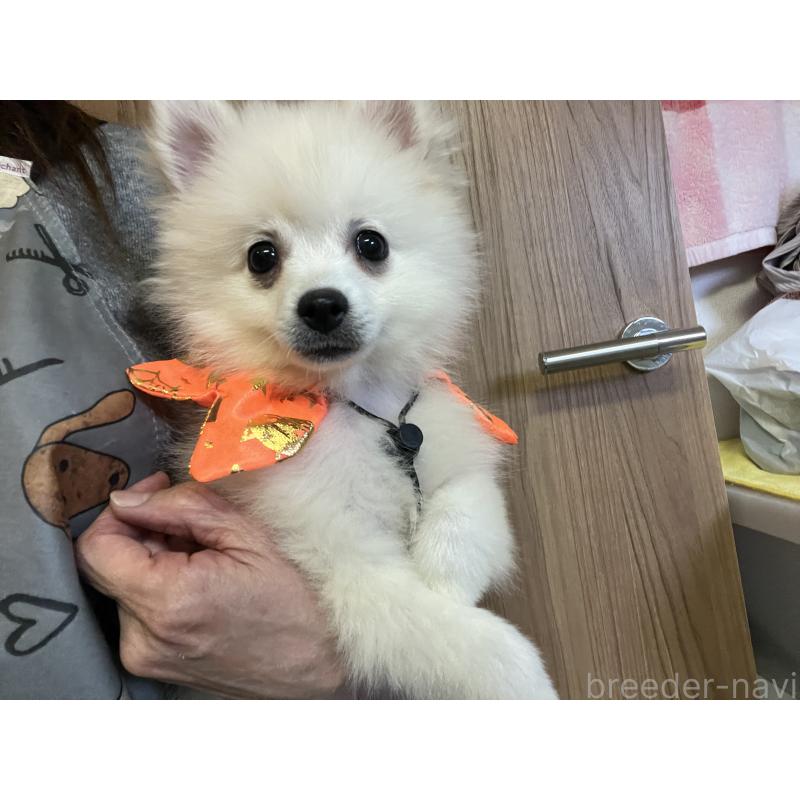 販売中の埼玉県のポメラニアン-414580の3枚目
