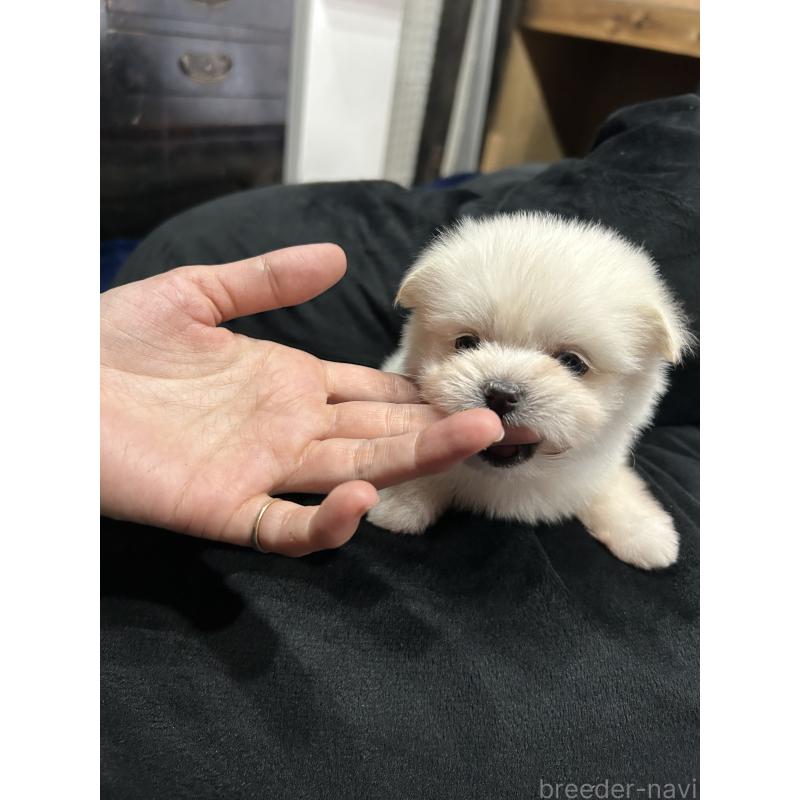 販売中の鹿児島県のポメマル:ポメラニアン×マルチーズ-422487の6枚目