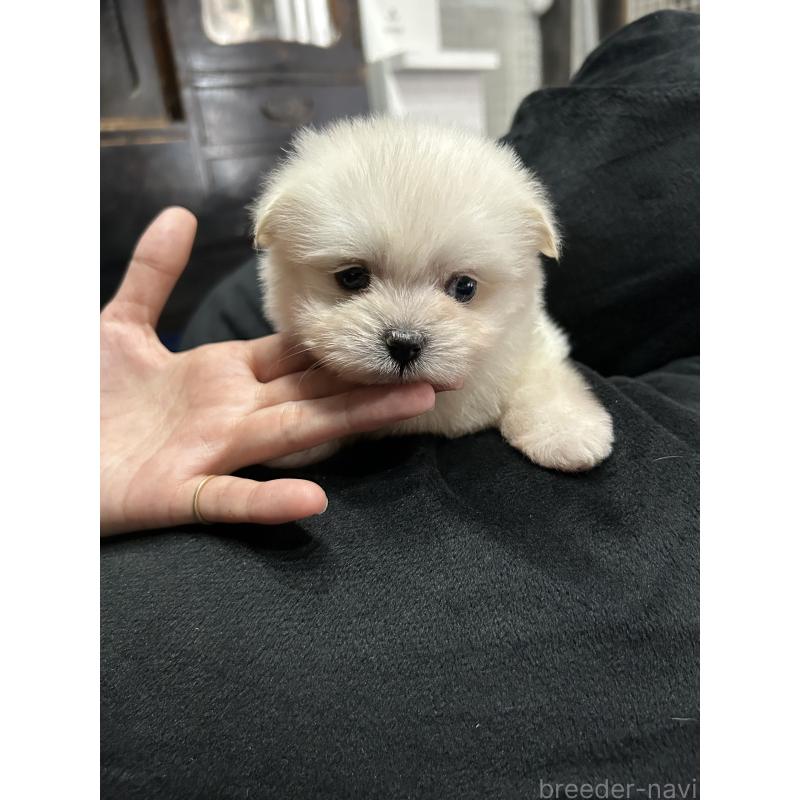 販売中の鹿児島県のポメマル:ポメラニアン×マルチーズ-422487の5枚目