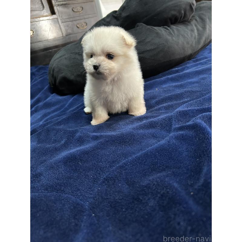 販売中の鹿児島県のポメマル:ポメラニアン×マルチーズ-422487の4枚目