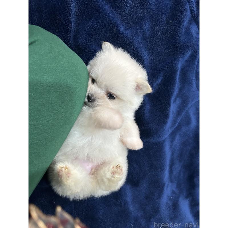 販売中の鹿児島県のポメマル:ポメラニアン×マルチーズ-422487の3枚目