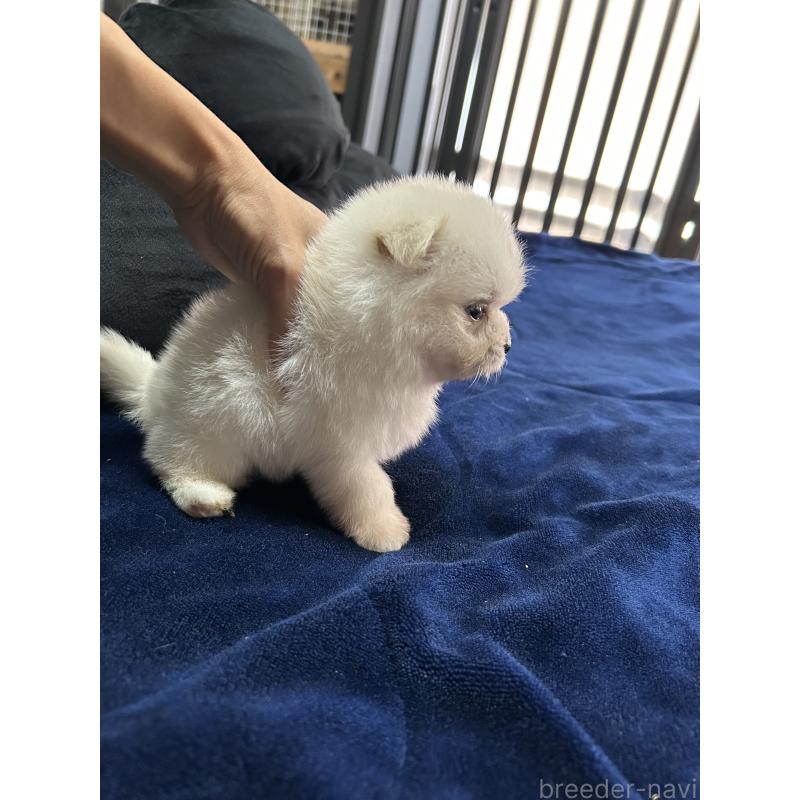 販売中の鹿児島県のポメマル:ポメラニアン×マルチーズ-422487の2枚目