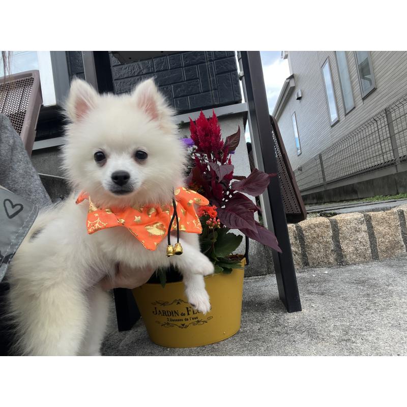 販売中の埼玉県のポメラニアン-414580の2枚目