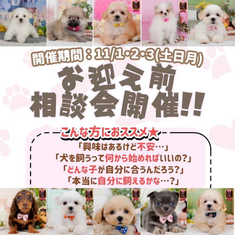 成約済の神奈川県のマルプー:マルチーズ×トイプードル-416773の2枚目