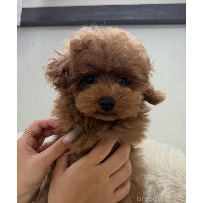 成約済の長崎県のタイニープードル-410836の5枚目