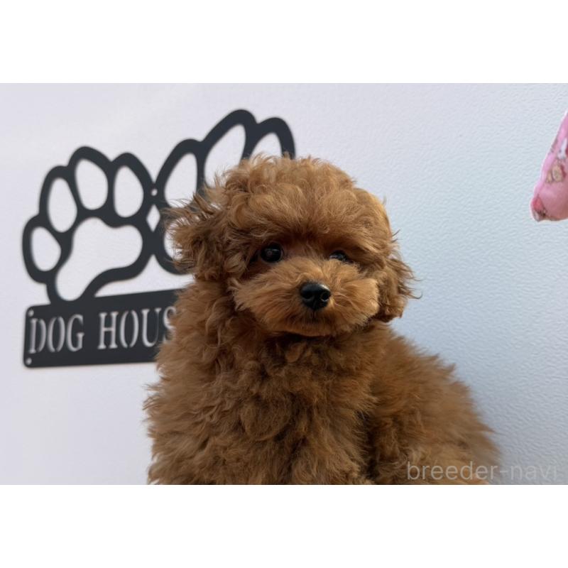 成約済の長崎県のタイニープードル-410836の4枚目