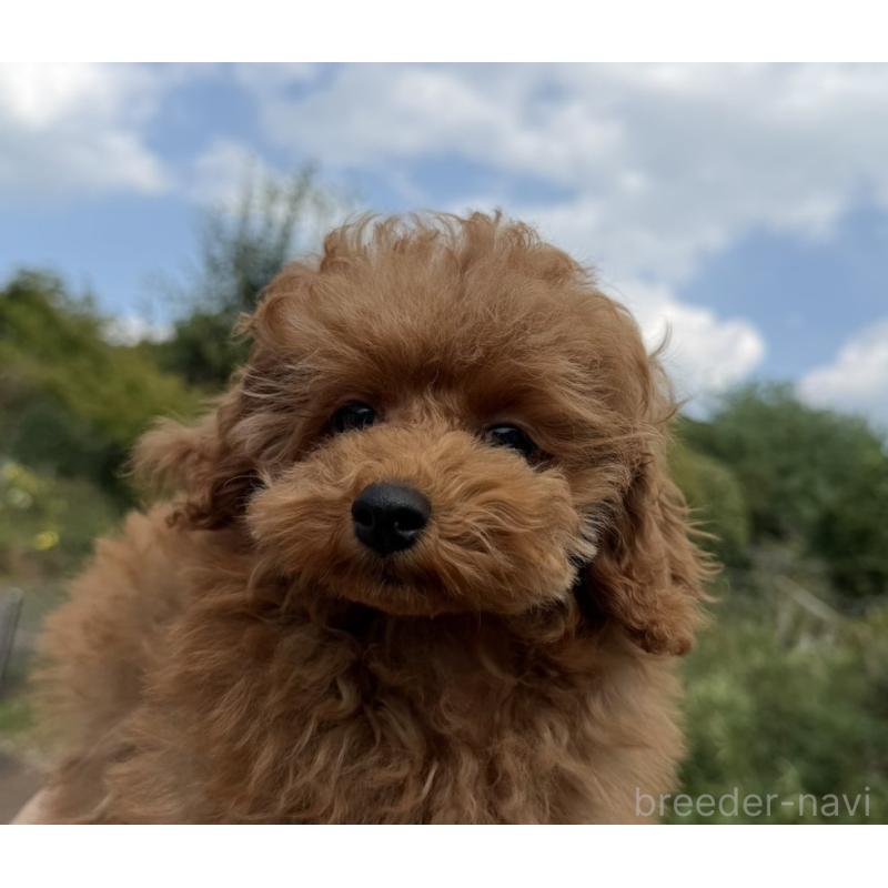 成約済の長崎県のタイニープードル-410836の3枚目