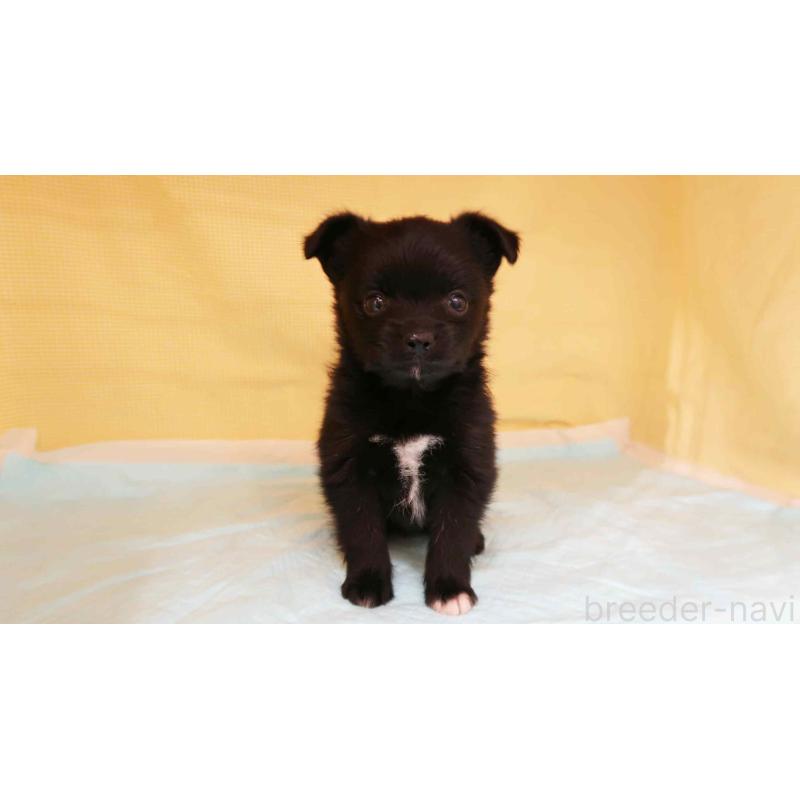 販売中の東京都のミックス犬-422491の4枚目