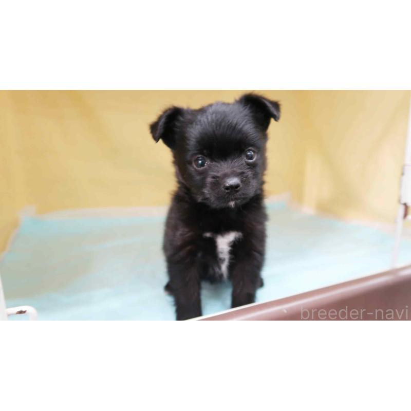 販売中の東京都のミックス犬-422491の2枚目