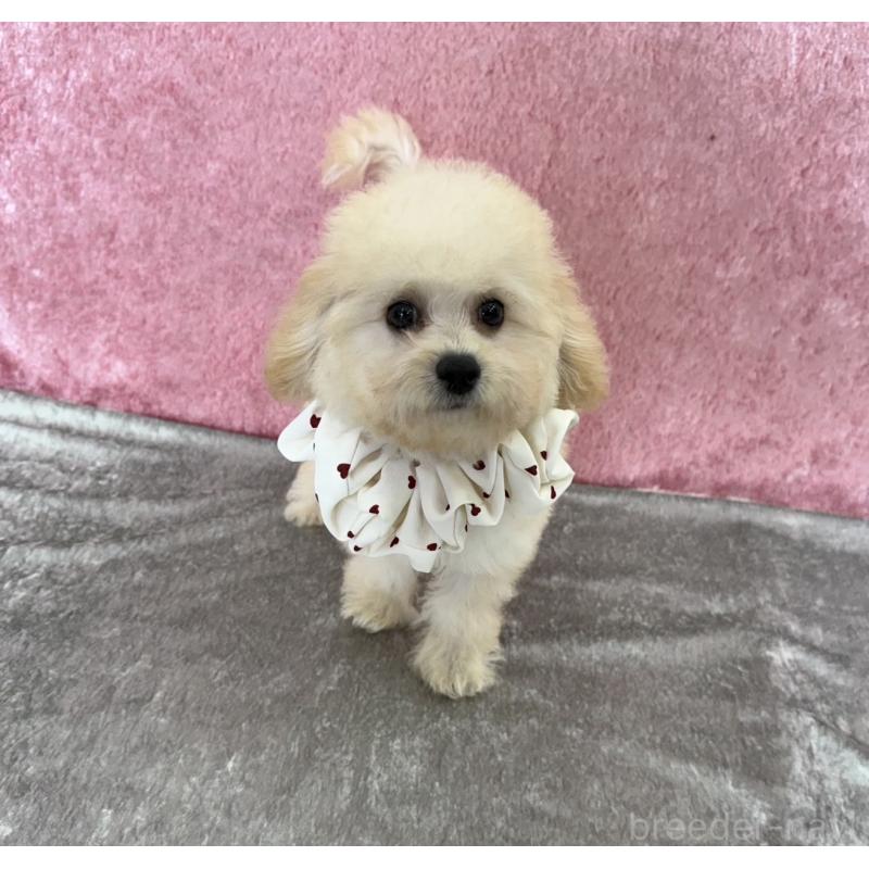 販売中の福岡県のビションプー:ビションフリーゼ×トイプードル-414053の4枚目