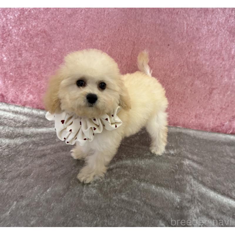 販売中の福岡県のビションプー:ビションフリーゼ×トイプードル-414053の3枚目