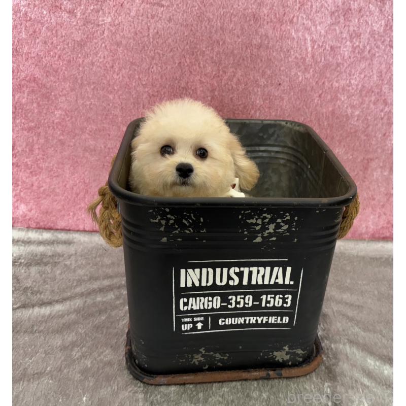 販売中の福岡県のビションプー:ビションフリーゼ×トイプードル-414053の2枚目