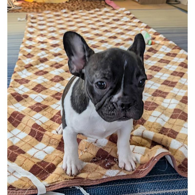 販売中の愛媛県のフレンチブルドッグ-407078の32枚目
