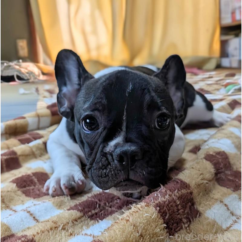販売中の愛媛県のフレンチブルドッグ-407078の31枚目