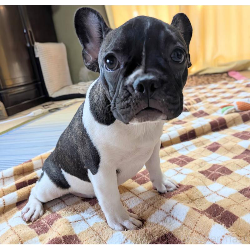 販売中の愛媛県のフレンチブルドッグ-407078の30枚目
