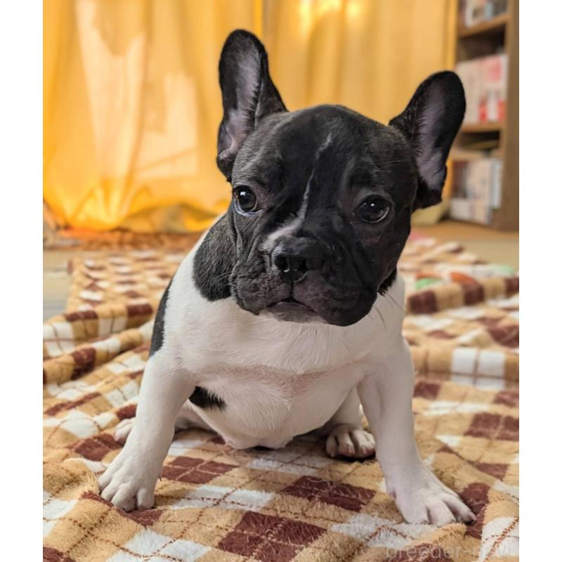 販売中の愛媛県のフレンチブルドッグ-407078の29枚目