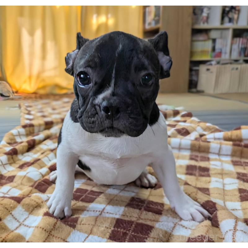 販売中の愛媛県のフレンチブルドッグ-407078の28枚目