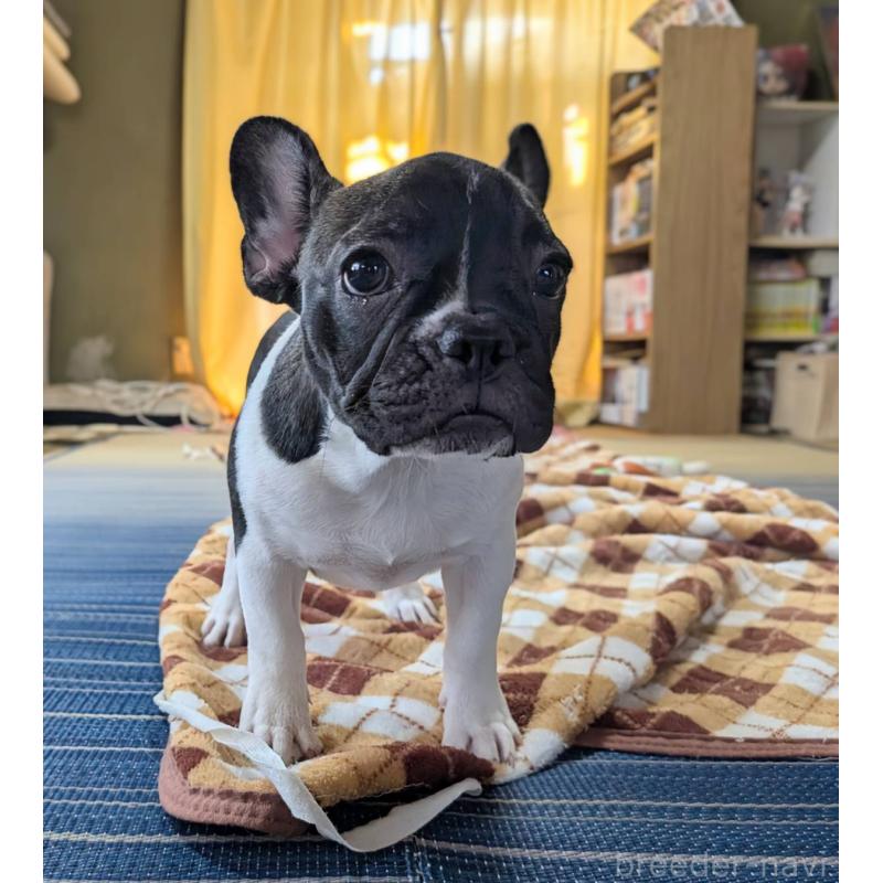 販売中の愛媛県のフレンチブルドッグ-407078の27枚目