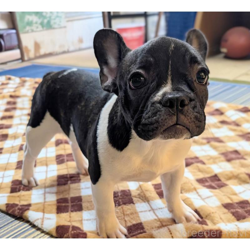 販売中の愛媛県のフレンチブルドッグ-407078
