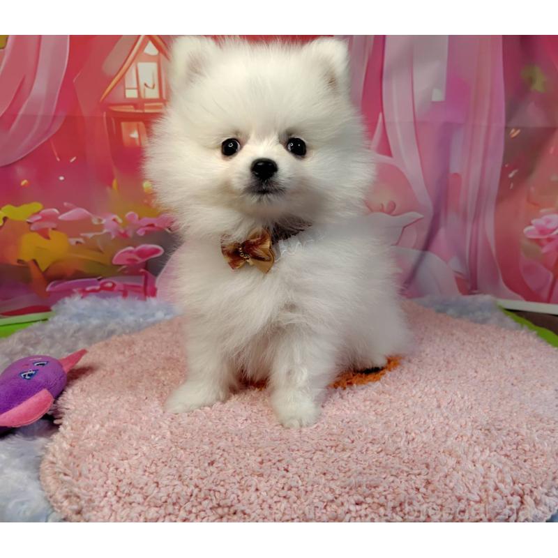 販売中の神奈川県のポメラニアン-417754の8枚目