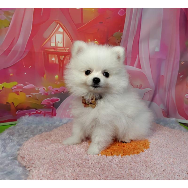 販売中の神奈川県のポメラニアン-417754の7枚目