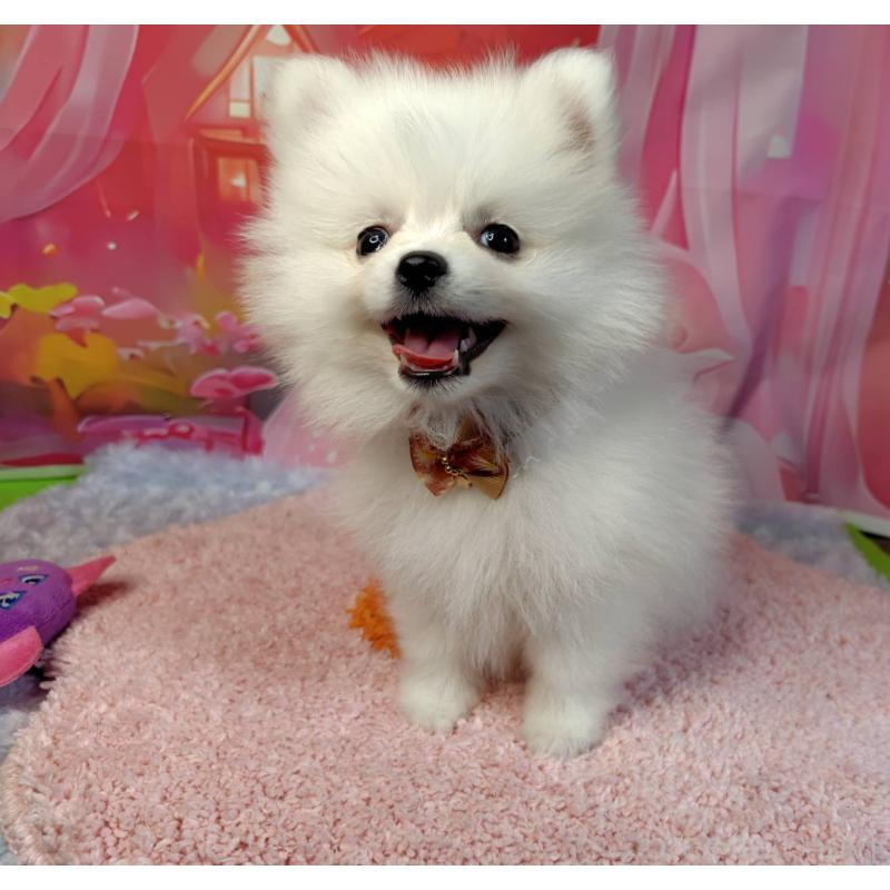 販売中の神奈川県のポメラニアン-417754の5枚目