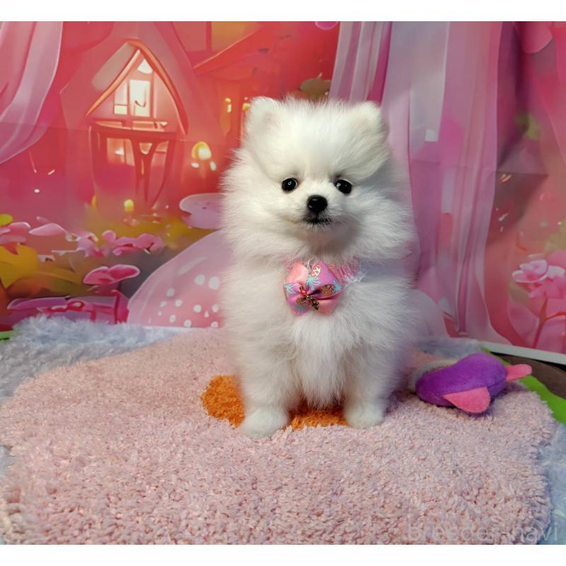 販売中の神奈川県のポメラニアン-417740の8枚目