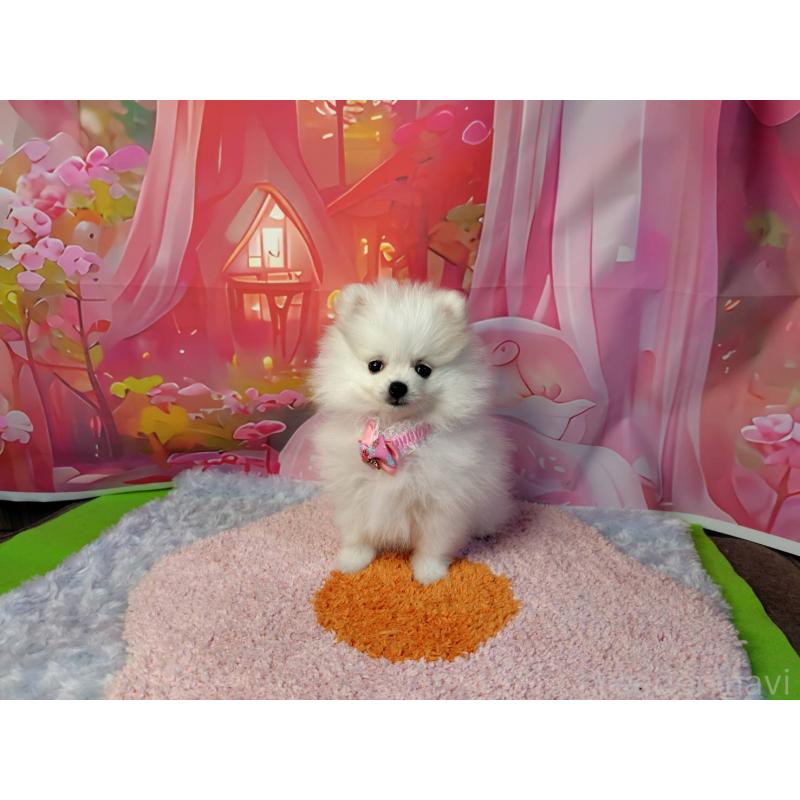 販売中の神奈川県のポメラニアン-417740の7枚目