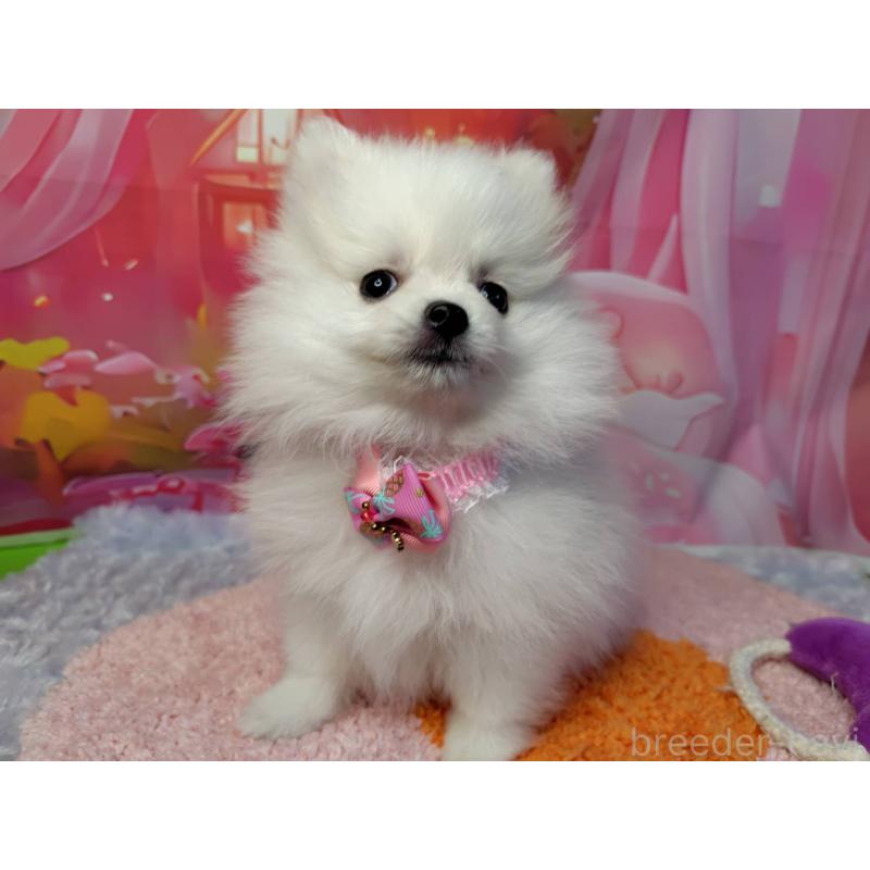 販売中の神奈川県のポメラニアン-417740の5枚目