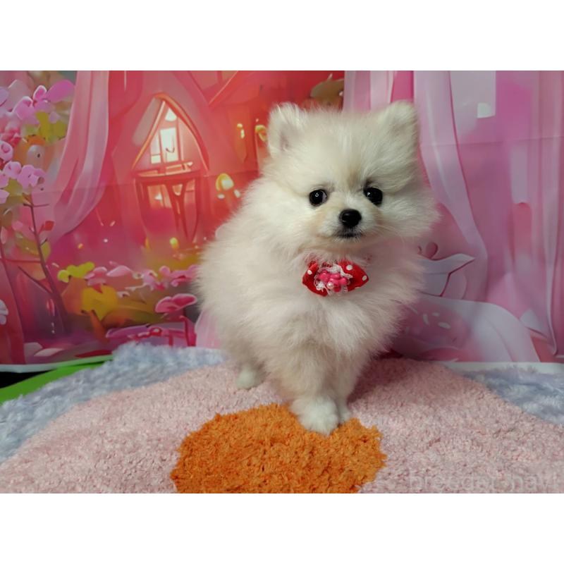 販売中の神奈川県のポメラニアン-415190の5枚目