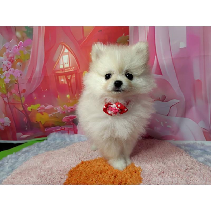 販売中の神奈川県のポメラニアン-415190の4枚目