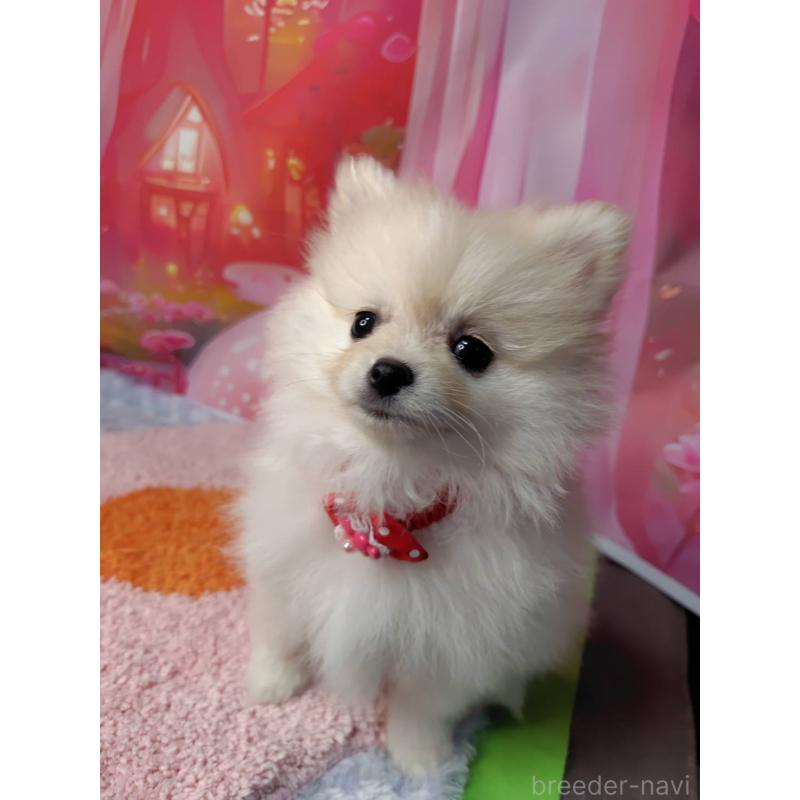 販売中の神奈川県のポメラニアン-415190の3枚目