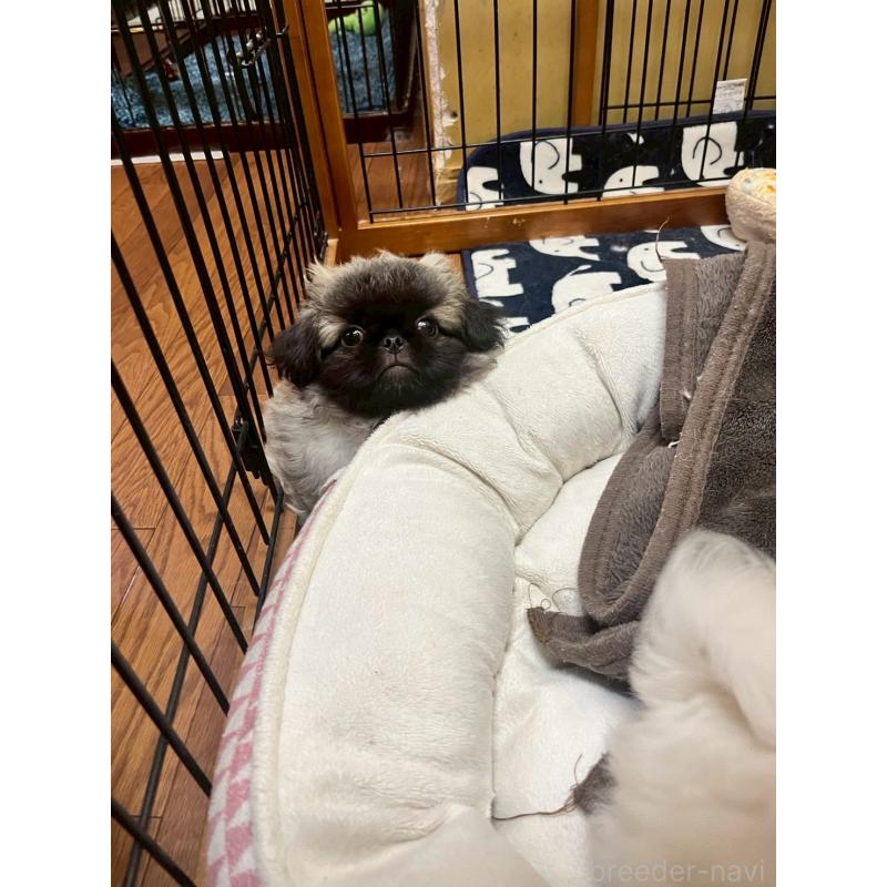 販売中の福岡県のペキニーズ-414165の3枚目