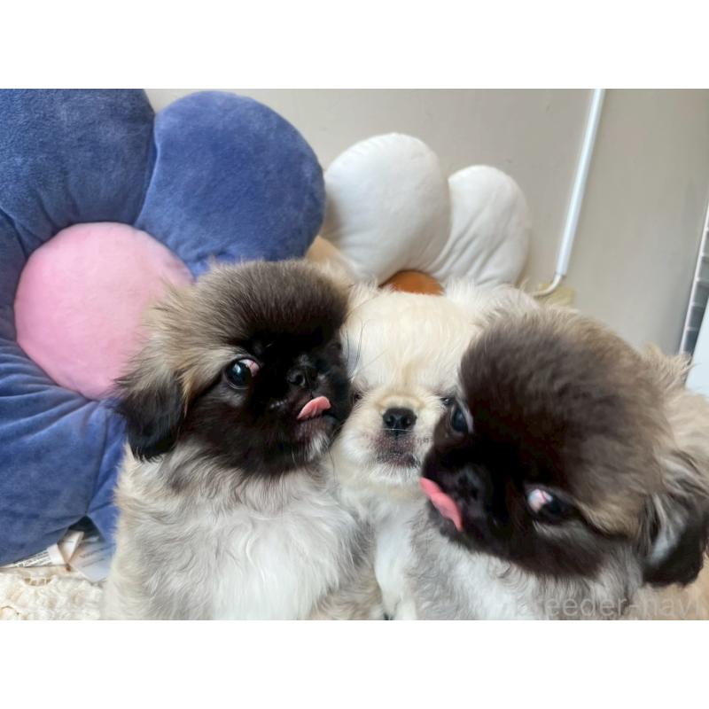 販売中の福岡県のペキニーズ-414165の2枚目