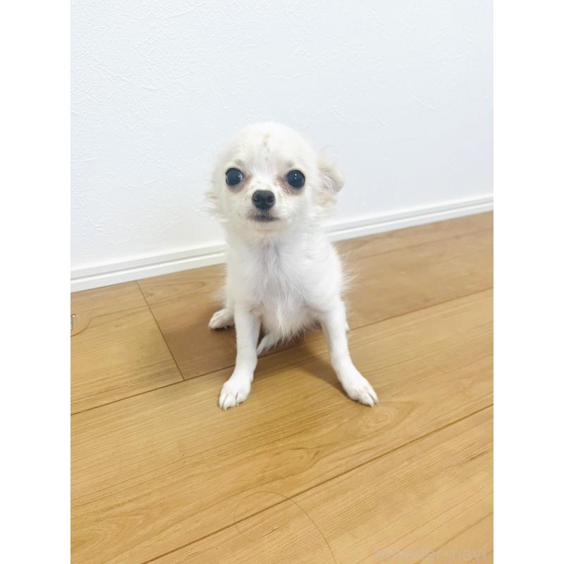 販売中の愛知県のチワワ(ロングコート)-416678の3枚目