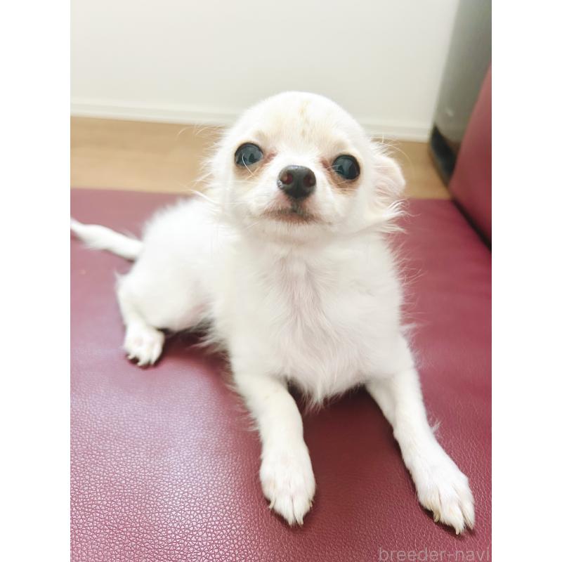 販売中の愛知県のチワワ(ロングコート)-416678の2枚目