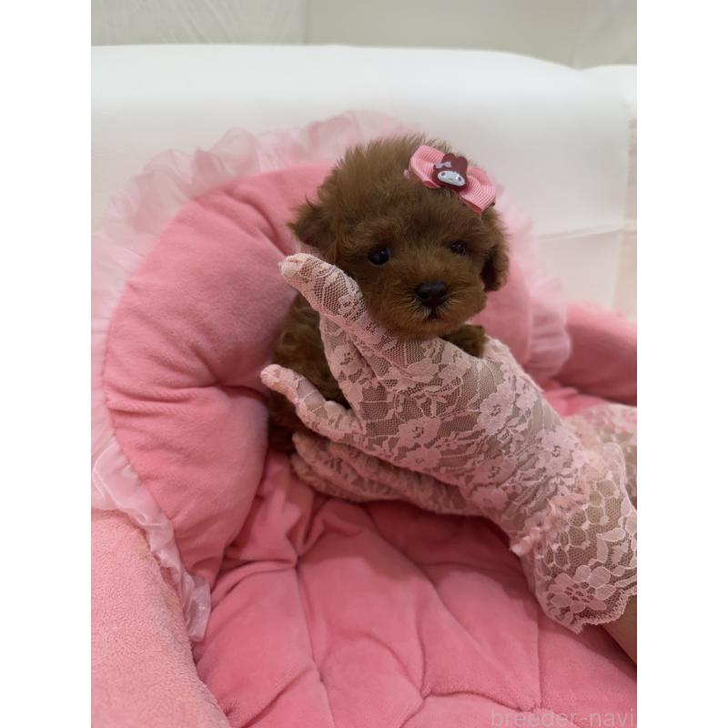 販売中の山梨県のティーカッププードル-422502の9枚目