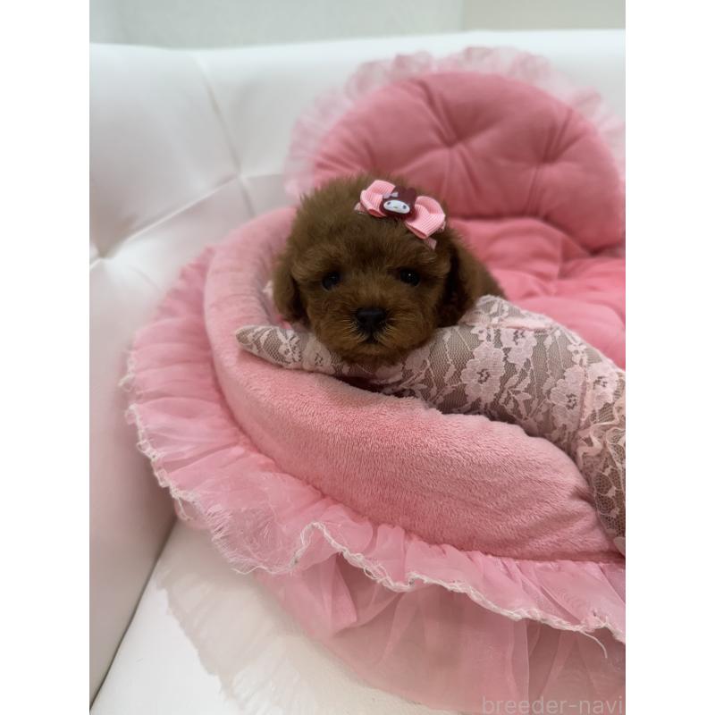 販売中の山梨県のティーカッププードル-422502の7枚目