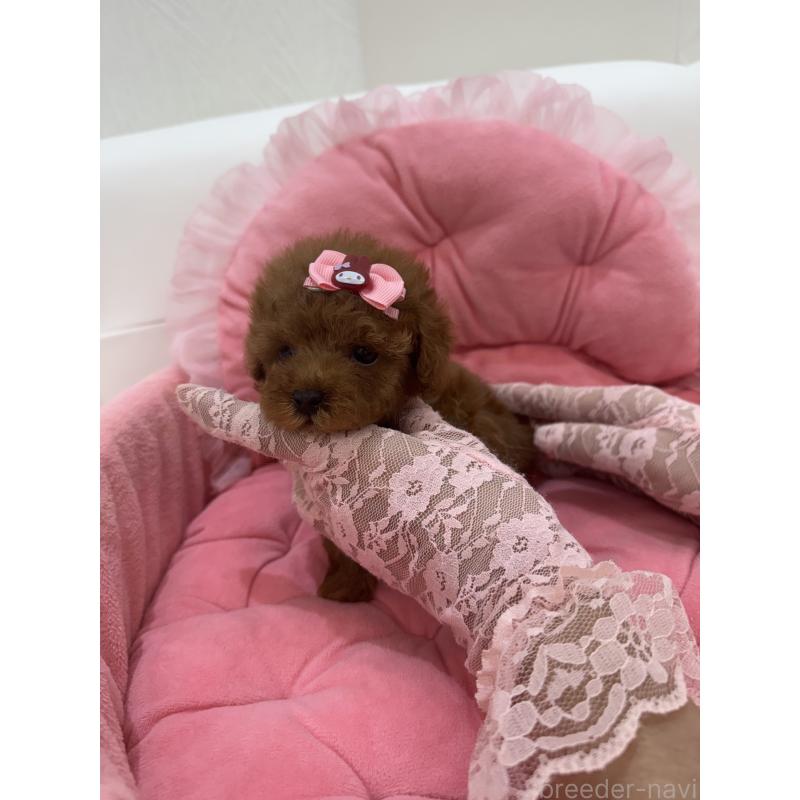 販売中の山梨県のティーカッププードル-422502の6枚目