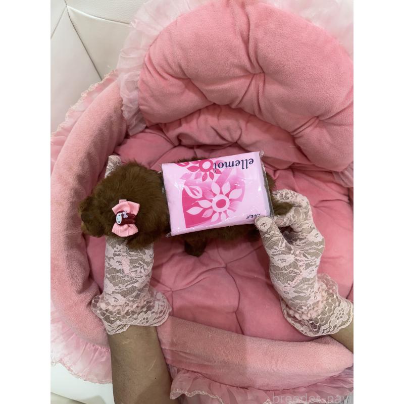 販売中の山梨県のティーカッププードル-422502の5枚目