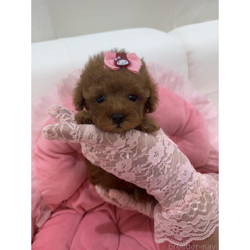 販売中の山梨県のティーカッププードル-422502の4枚目