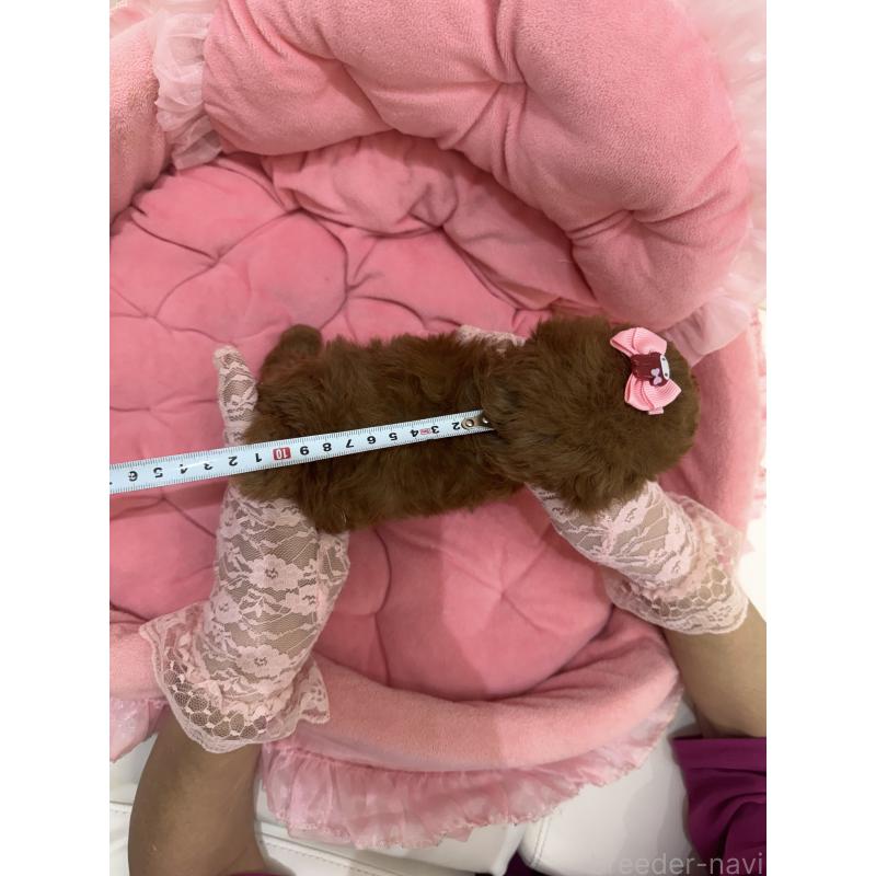 販売中の山梨県のティーカッププードル-422502の3枚目