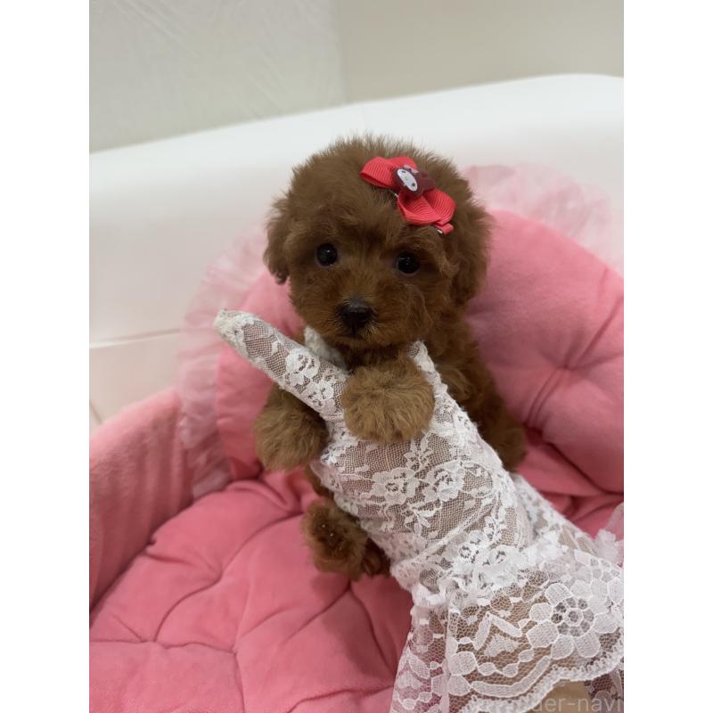 販売中の山梨県のティーカッププードル-422504の9枚目